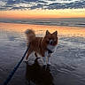 animal, beach, canine, clouds, dog, evening, fur, happy, leash, nature, outdoor, pet, reflection, sand, scenic, shore, sky, sunset, twilight, water