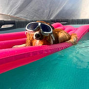 Berlin participe au concours pour gagner de l'argent avec cette photo : animal, canine, dog, fun, fur, goggles, inflatable_float, leisure, muzzle, outdoor, pet, pink, pool, relaxing, snout, summer, sunny, swimming_pool, water, wet