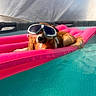 animal, canine, dog, fun, fur, goggles, inflatable_float, leisure, muzzle, outdoor, pet, pink, pool, relaxing, snout, summer, sunny, swimming_pool, water, wet