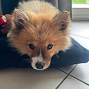 Berlin a rejoint le concours — aidez-le/la à gagner de superbes lots ! dog, puppy, pomeranian, fluffy, fur, face, eyes, nose, whiskers, pillow, black_pillow, tile_floor, indoor, window, curtain, resting, brown_fur, white_marking, close_up, cute