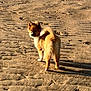 dog, beach, sand, paw_prints, sunlight, shadow, fur, standing, looking_back, tail, outdoors, footprints, canine, pet, portrait, natural_light, texture, golden_fur, solo_animal, empty_space