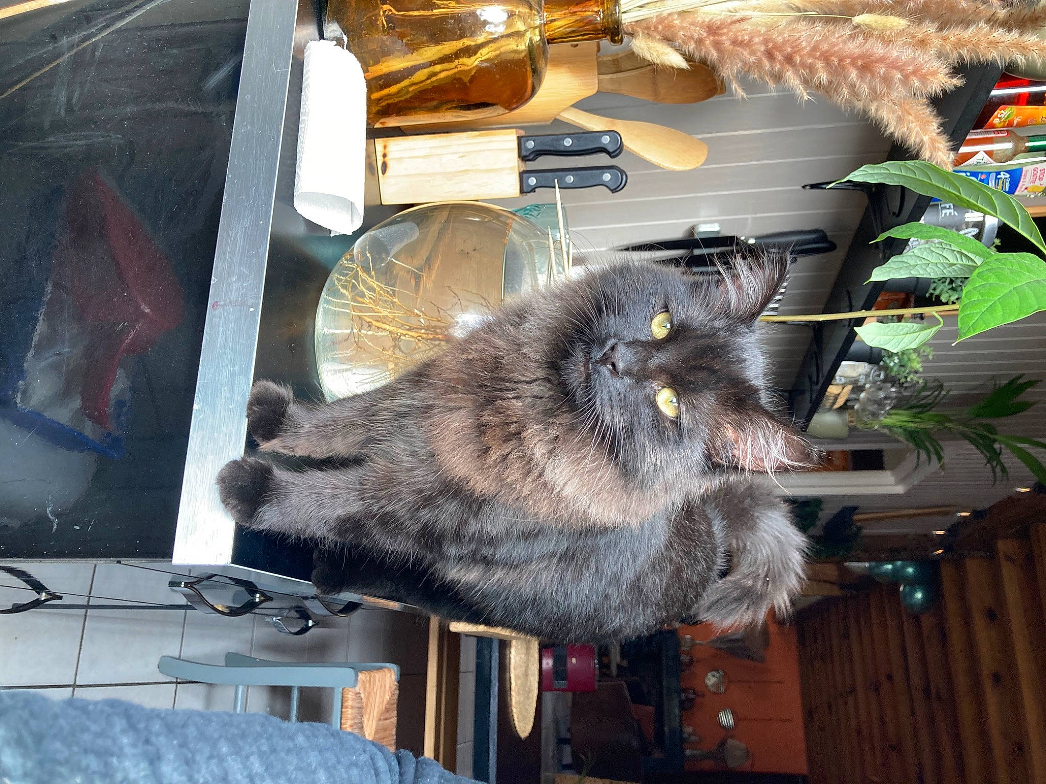 Blacko a rejoint le concours — aidez-le/la à gagner de superbes lots ! canidae, carnivore, cat, claw, domestic_short_haired_cat, felidae, fur, glass, russian_blue, small_to_medium_sized_cats, snout, table, tail, whiskers, windshield