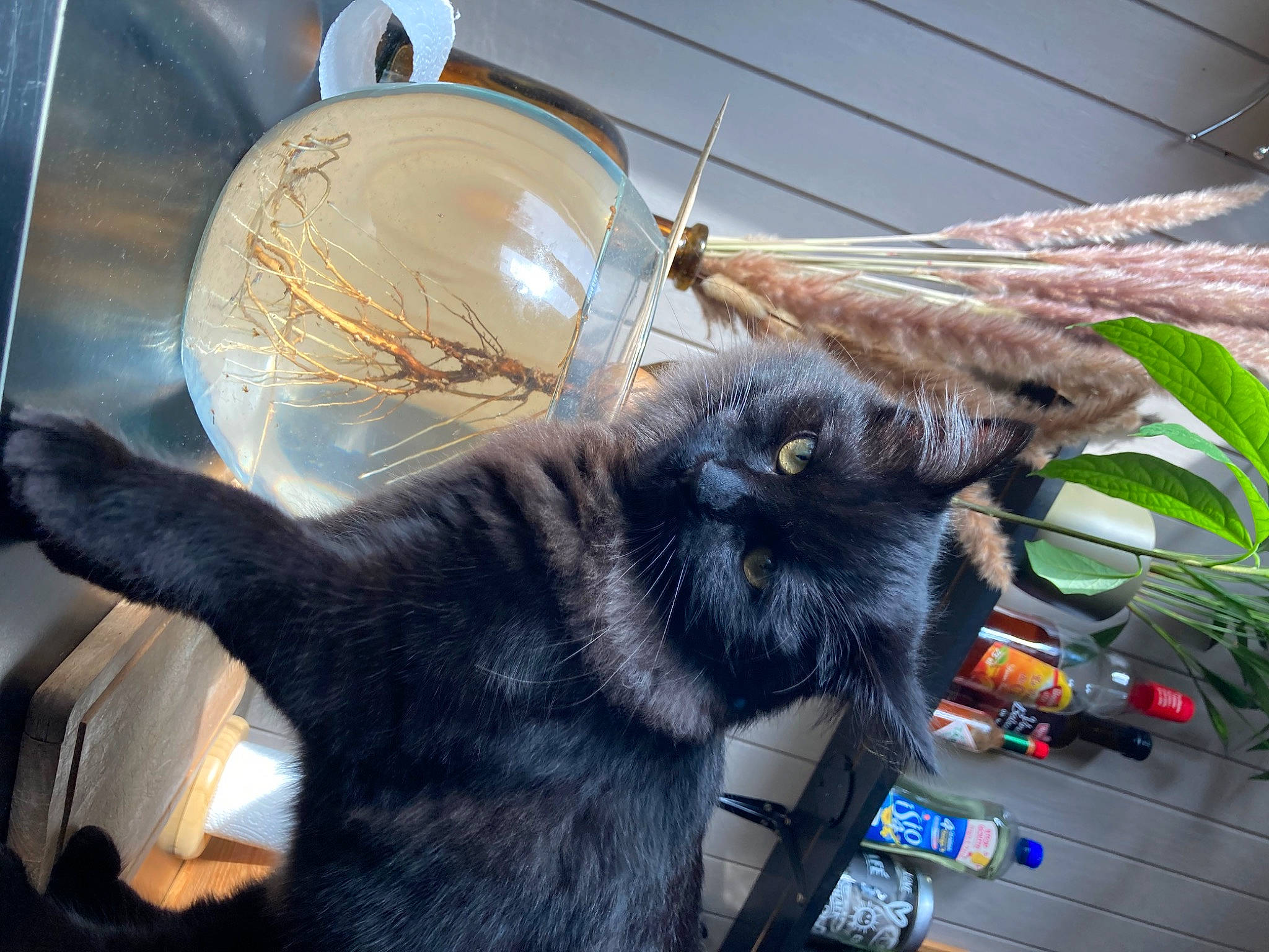 Blacko a rejoint le concours — aidez-le/la à gagner de superbes lots ! black_cat, canidae, carnivore, cat, claw, dog_breed, domestic_short_haired_cat, electric_blue, felidae, fur, glass, paw, plant, small_to_medium_sized_cats, snout, sporting_group, tail, vehicle_door, whiskers