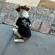 Ted joined the competition — help win amazing prizes! dog, puppy, clothing, shirt, sitting, back_view, concrete, stone_path, outdoor, pet, fur, tail, ears, collar, quiet, daylight, texture, doormat, cute, small_dog