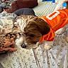 Ted joined the competition — help win amazing prizes! dog, puppy, orange_jersey, bed, tattooed_hand, indoor, pet, fur, cute, small_dog, blanket, patterned_sheet, clothing, animal, playful, sniffing, tail, furniture, room, casual