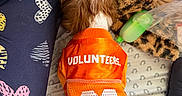 Ted joined the competition — help win amazing prizes! dog, puppy, orange_jersey, volunteers, number_00, tattooed_hand, leopard_print_blanket, person, heart_pattern_leggings, bed_sheet, green_bottle, fur, pet_clothing, resting, indoor, close_up, casual, cozy, animal, human_hand