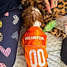dog, puppy, orange_jersey, volunteers, number_00, tattooed_hand, leopard_print_blanket, person, heart_pattern_leggings, bed_sheet, green_bottle, fur, pet_clothing, resting, indoor, close_up, casual, cozy, animal, human_hand