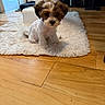 Ted joined the competition — help win amazing prizes! puppy, dog, indoor, floor, rug, wooden_floor, small_dog, pet, cute, fur, animal, household, cozy, brown_and_white, sitting, looking, curious, adorable, young_dog, domestic