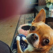 Littlebit joined the competition — help win amazing prizes! animal, canine, carpet, chihuahua, coffee_table, companion, cute, dog, ears, eyes, face, fur, home, indoor, living_room, person_lap, pet, pet_bed, small_dog, whiskers