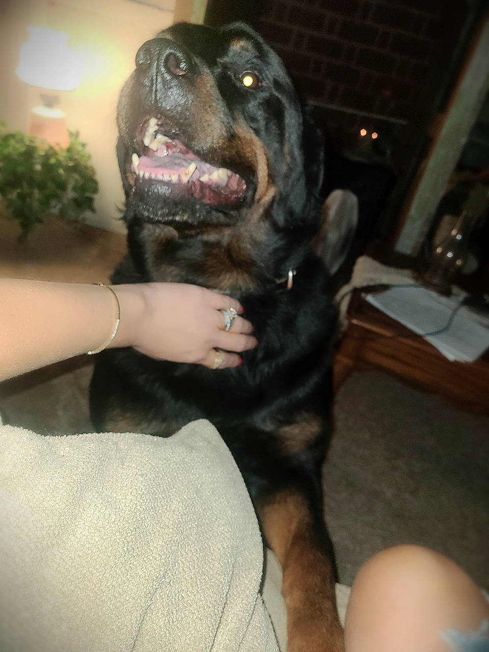 Bub is registered to the contest to win money with this photo: canidae, carnivore, companion_dog, dog, dog_breed, fawn, fur, guard_dog, houseplant, molosser, non_sporting_group, plant, snout, sporting_group, terrestrial_animal, whiskers, working_animal, working_dog