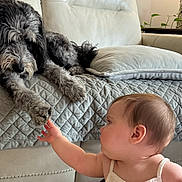 Max is registered to the contest to win money with this photo: baby, dog, couch, pillow, indoor, plant, furniture, child, pet, interaction, curious, cozy, living_room, fur, touch, cute, home, comfort, quilt, relaxation