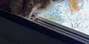 Shayla is registered to the contest to win money with this photo: cat, orange_tabby, windowsill, window, blinds, screen, autumn, trees, outdoor, curious, pet, animal, feline, indoor, daylight, looking, closeup, whiskers, ears, fur