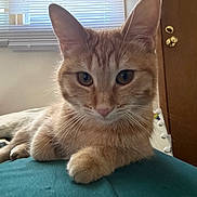 Shayla is registered to the contest to win money with this photo: cat, ginger_cat, pet, indoor, close_up, feline, animal, curious, lying_down, paw, whiskers, ears, face, window_blind, door, bedroom, soft_light, relaxed, teal_surface, cozy