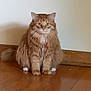 Franklin is registered to the contest to win money with this photo: cat, ginger_cat, fluffy, pet, animal, indoor, wooden_floor, sitting, curious, feline, whiskers, ears, tail, quiet, calm, domestic_cat, front_view, looking_at_camera, household, mammal