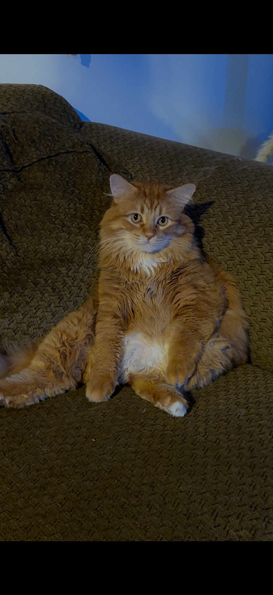 Franklin is registered to the contest to win money with this photo: cat, orange_cat, fluffy, pet, animal, indoor, couch, furniture, relaxed, sitting, feline, mammal, whiskers, ears, fur, portrait, domestic_animal, cute, companion, household