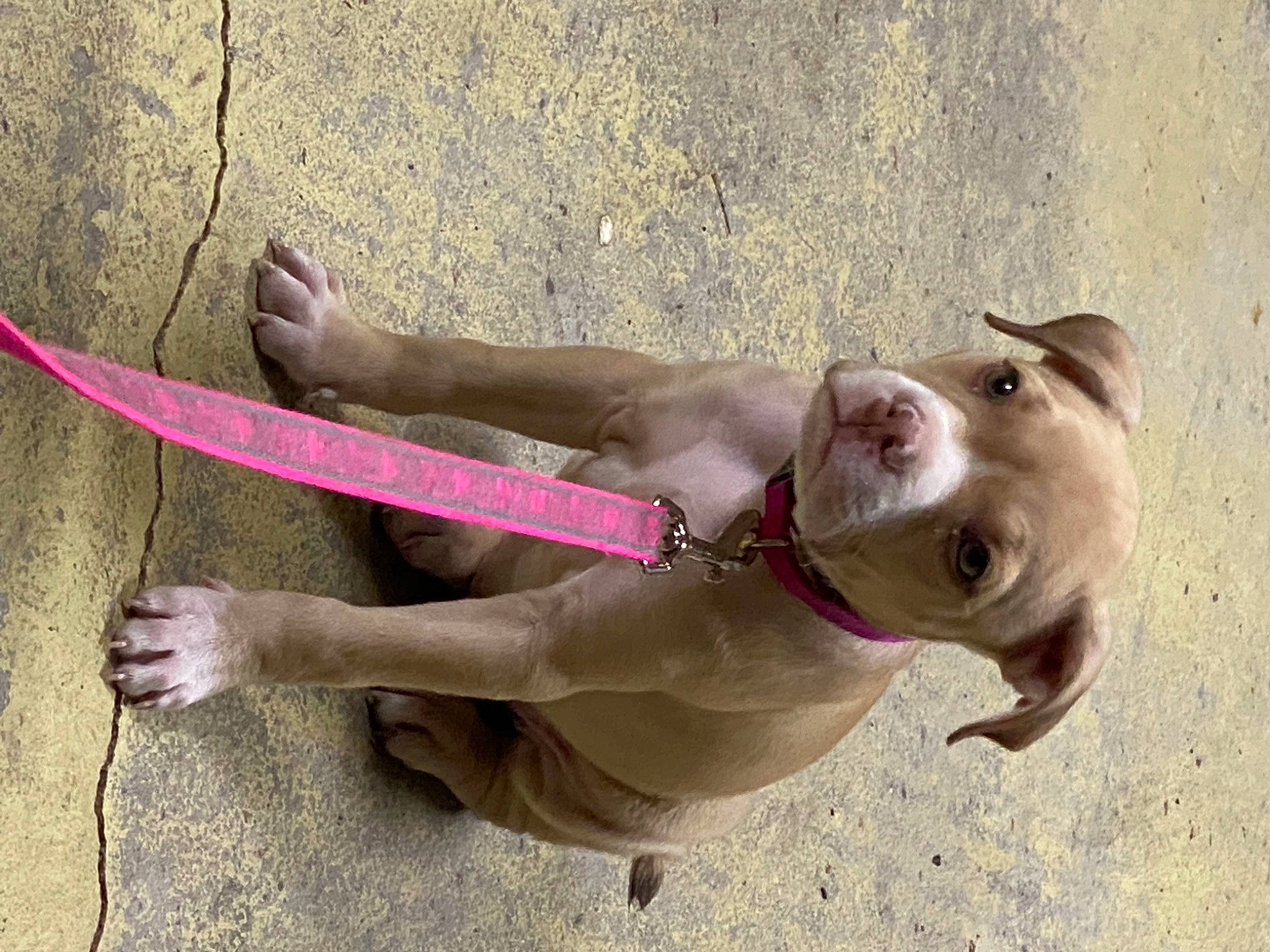 Amethyst is registered to the contest to win money with this photo: canidae, carnivore, collar, companion_dog, dog, dog_breed, dog_collar, dog_supply, fawn, human_leg, knee, leash, liver, pet_supply, pink, snout, sporting_group, terrestrial_animal, thigh, working_animal