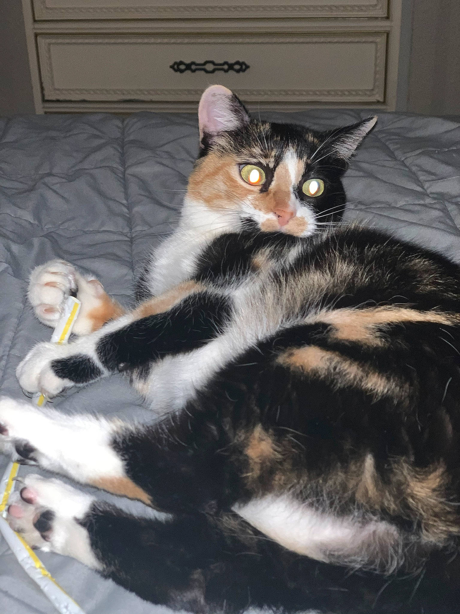 Loki is registered to the contest to win money with this photo: aegean_cat, american_wirehair, carnivore, cat, domestic_short_haired_cat, european_shorthair, felidae, fur, kitten, mammal, small_to_medium_sized_cats, tail, whiskers