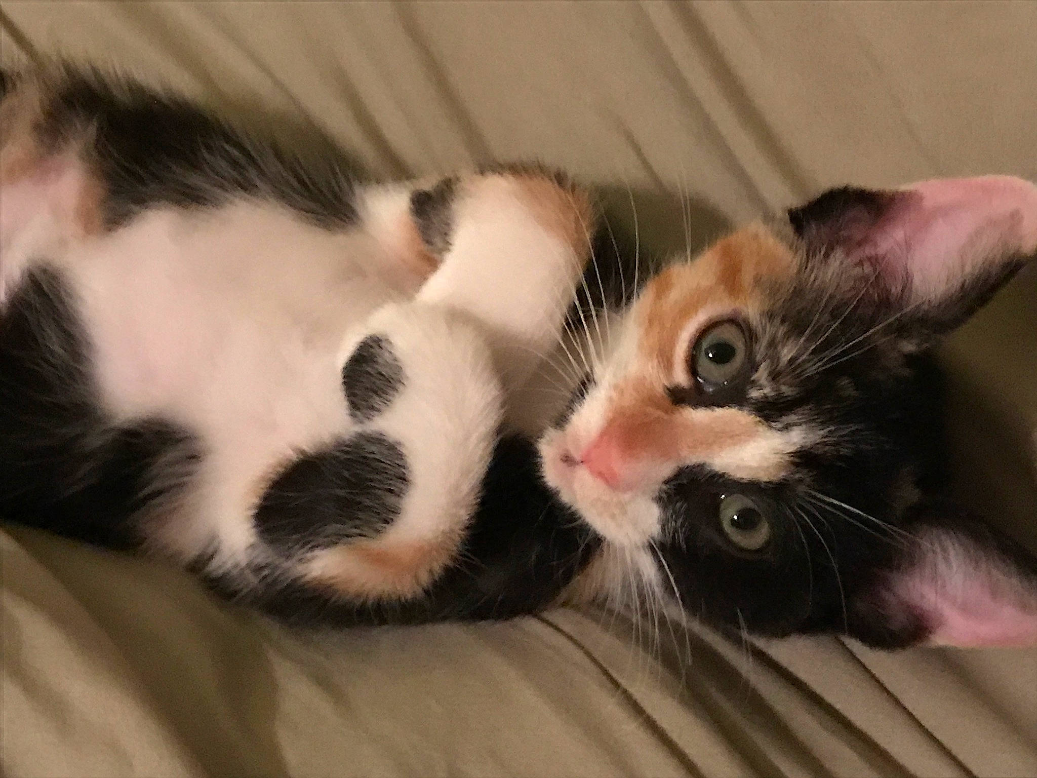 Loki is registered to the contest to win money with this photo: american_curl, american_wirehair, asian, carnivore, cat, claw, ear, european_shorthair, eye, felidae, fur, kitten, mammal, paw, polydactyl_cat, small_to_medium_sized_cats, snout, tail, vertebrate, whiskers