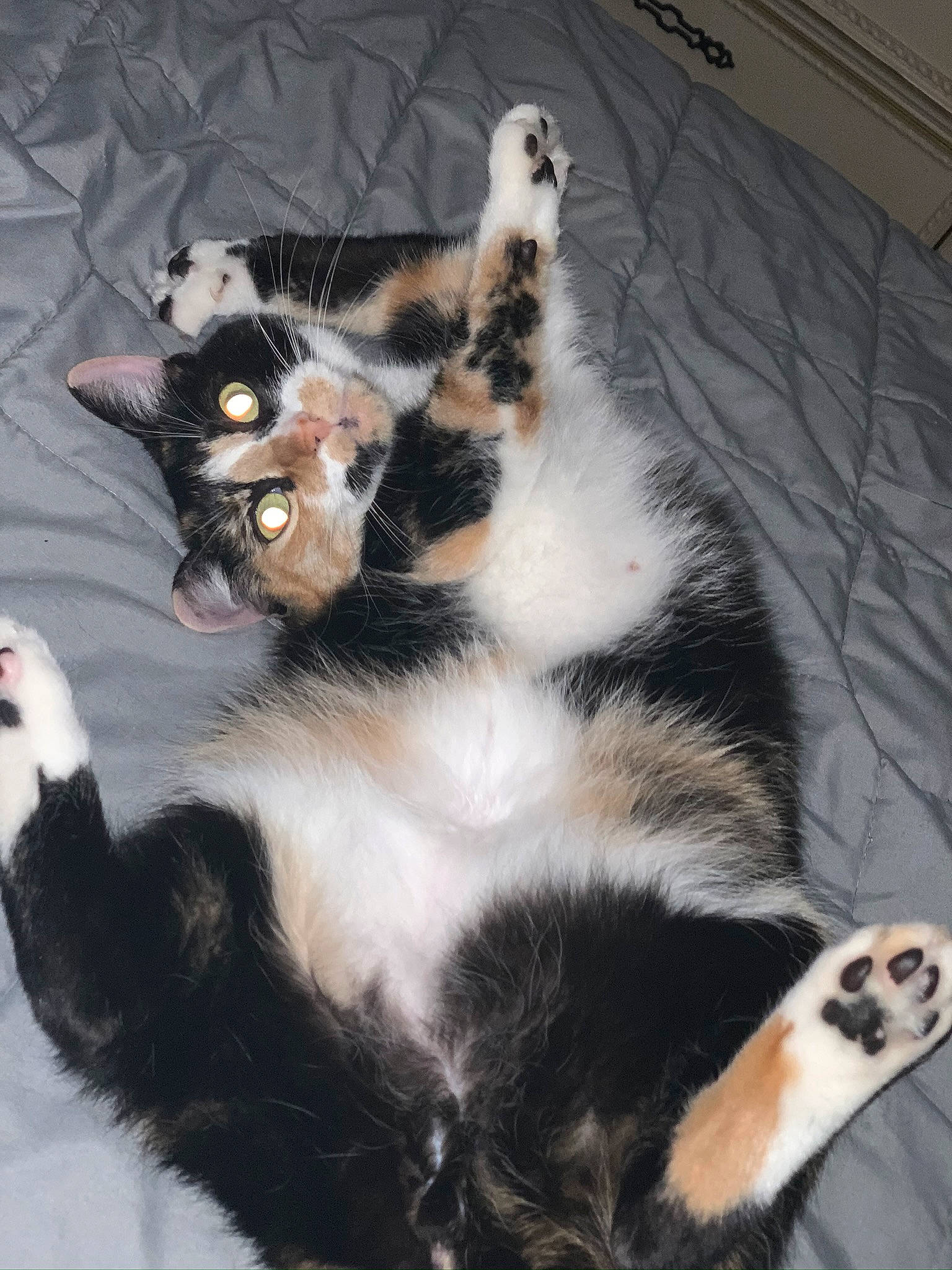 Loki joined the competition — help win amazing prizes! american_wirehair, carnivore, cat, claw, domestic_short_haired_cat, european_shorthair, felidae, fur, kitten, mammal, paw, polydactyl_cat, small_to_medium_sized_cats, tail, whiskers