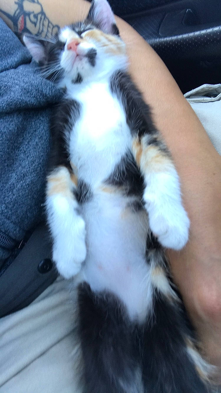 Loki joined the competition — help win amazing prizes! american_curl, american_wirehair, carnivore, cat, claw, domestic_long_haired_cat, felidae, fur, kitten, mammal, norwegian_forest_cat, paw, polydactyl_cat, small_to_medium_sized_cats, tail, whiskers