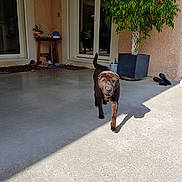 Auxane a rejoint le concours — aidez-le/la à gagner de superbes lots ! asphalt, concrete, floor, flooring, house, mammal, road, sidewalk, street, tree