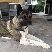Sunny participe au concours pour gagner de l'argent avec cette photo : akita, animal, brown, calm, chair, collar, daylight, dog, ears, furniture, glass_door, nature, outdoor, patio, pet, quiet, reflection, resting, tile_floor, white