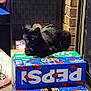 Whiskey joined the competition — help win amazing prizes! cat, black_cat, pepsi, wild_cherry, sprite, soda_boxes, indoor, brick_wall, storage_basket, carpet, pet, animal, feline, resting, box, stacked_boxes, household, cozy, fur, domestic_animal