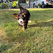 Frank joined the competition — help win amazing prizes! puppy, dog, bernedoodle, tricolor, fluffy, running, outdoors, lawn, grass, happy, smiling, playful, ears, tail, fur, sunlight, backyard, porch, plants, pickup_truck