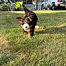 puppy, dog, bernedoodle, tricolor, fluffy, running, outdoors, lawn, grass, happy, smiling, playful, ears, tail, fur, sunlight, backyard, porch, plants, pickup_truck