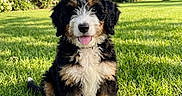 Frank joined the competition — help win amazing prizes! dog, puppy, bernese_mountain_dog, sitting, tongue_out, fluffy, black_white_brown, grass, lawn, garden, outdoors, sunshine, trees, flowers, blue_sky, backyard, pet, cute, portrait, animal