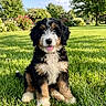 dog, puppy, bernese_mountain_dog, sitting, tongue_out, fluffy, black_white_brown, grass, lawn, garden, outdoors, sunshine, trees, flowers, blue_sky, backyard, pet, cute, portrait, animal