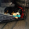 Frank joined the competition — help win amazing prizes! puppy, dog, sleeping, tricolor, fluffy, curly_fur, pet, crate, kennel, toy, stuffed_toy, turquoise, red_blanket, bedding, paws, indoors, wooden_floor, cozy, cute, resting