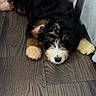 Frank is registered to the contest to win money with this photo: puppy, dog, fluffy, black_and_tan, white_markings, lying_down, floor, wood_floor, paws, close_up, portrait, pet, indoors, furniture, cushion, relaxed, adorable, furry, nose, eyes
