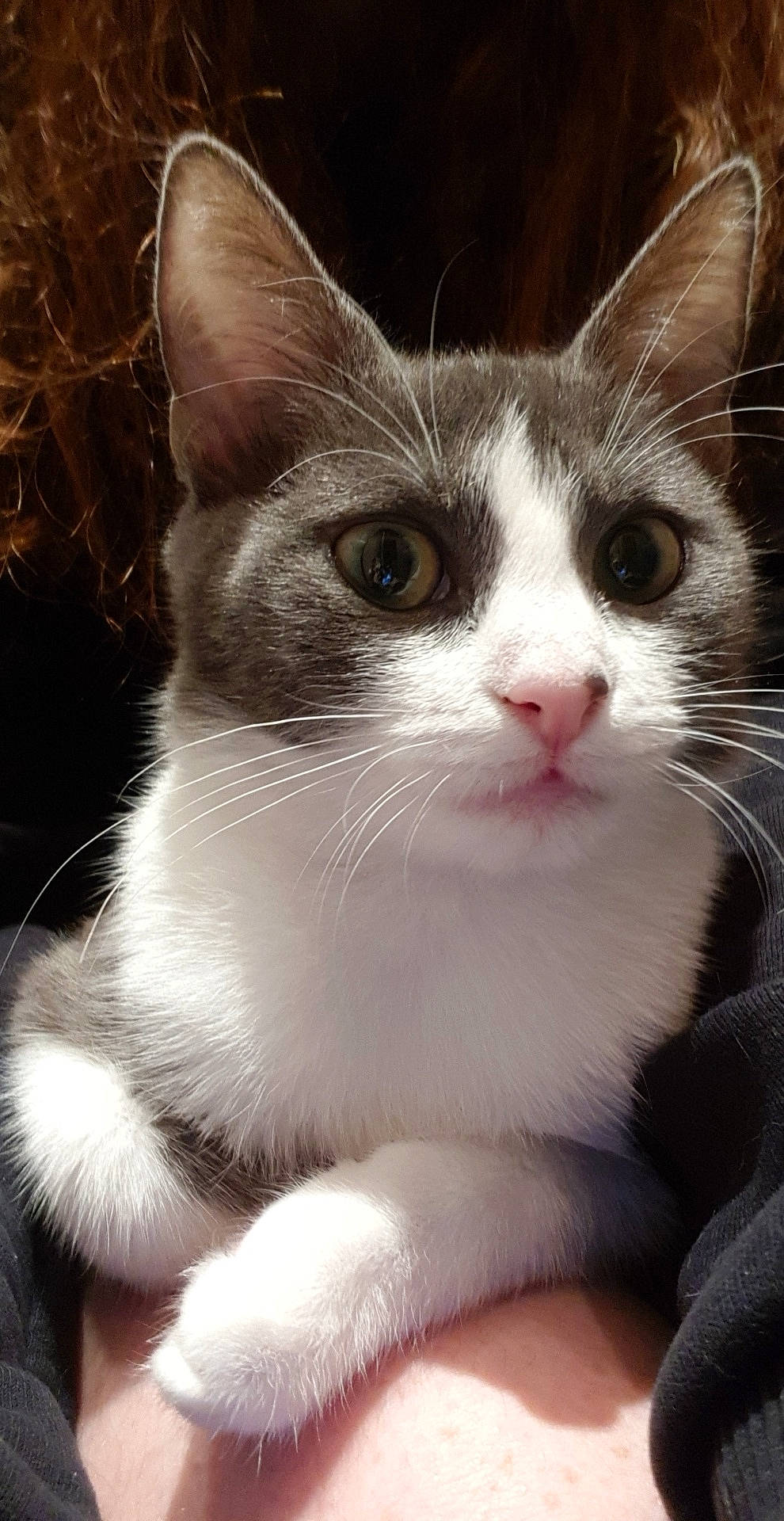 Corail a rejoint le concours — aidez-le/la à gagner de superbes lots ! aegean_cat, american_wirehair, asian, black_and_white, carnivore, cat, domestic_short_haired_cat, european_shorthair, felidae, kitten, mammal, polydactyl_cat, small_to_medium_sized_cats, snout, vertebrate, whiskers