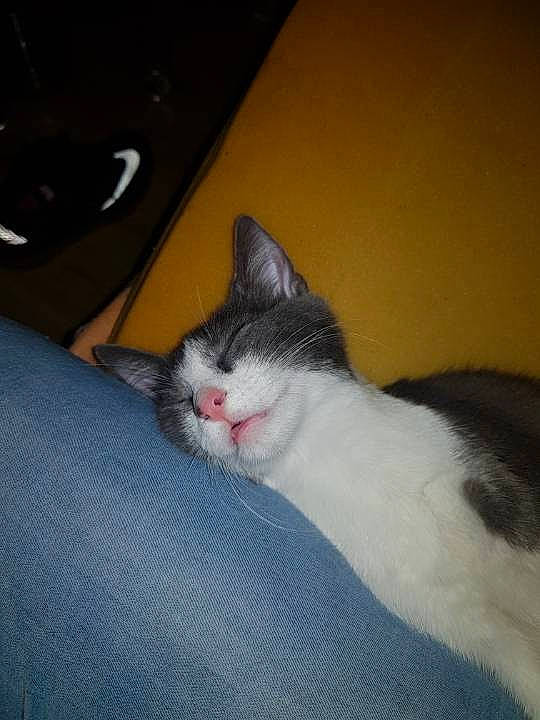 Corail participe au concours pour gagner de l'argent avec cette photo : aegean_cat, american_wirehair, carnivore, cat, domestic_short_haired_cat, fawn, felidae, kitten, mammal, ojos_azules, polydactyl_cat, small_to_medium_sized_cats, snowshoe, tail, whiskers