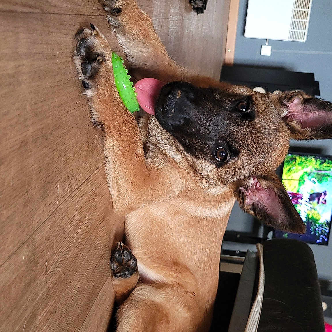 Tsuki