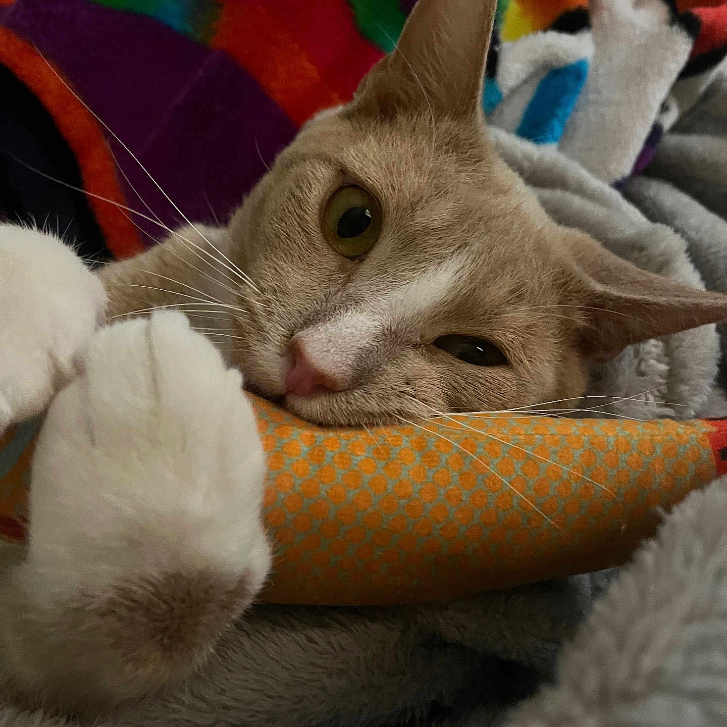 Helios joined the competition — help win amazing prizes! abyssinian, animal, blanket, cat, couch, furniture, homedecor, kitten, linen, manx, person, pet, quilt, siamese, sleeping, towel