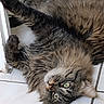 cat, fluffy, long_hair, brown_fur, gray_fur, green_eyes, feline, pet, animal, lying_down, upside_down, relaxed, staring, portrait, whiskers, ears, paws, tail, tile_floor, indoor