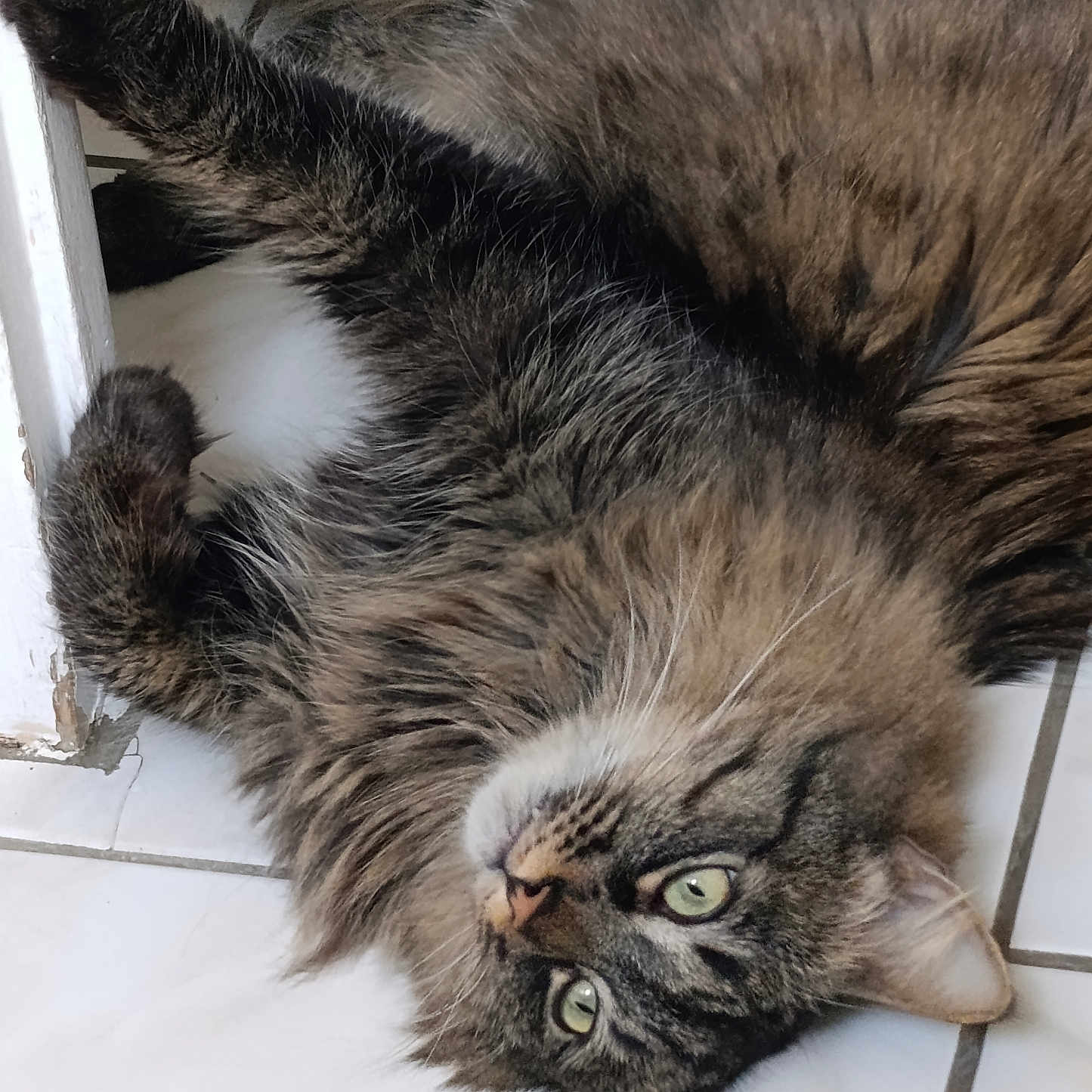 Punk participe au concours pour gagner de l'argent avec cette photo : cat, fluffy, long_hair, brown_fur, gray_fur, green_eyes, feline, pet, animal, lying_down, upside_down, relaxed, staring, portrait, whiskers, ears, paws, tail, tile_floor, indoor