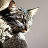 Punk a rejoint le concours — aidez-le/la à gagner de superbes lots ! cat, tabby, long_hair, feline, pet, animal, portrait, close_up, whiskers, ears, eyes, fur, fluffy, gray, brown, sunlight, indoor, resting, scratching_post, dramatic_lighting