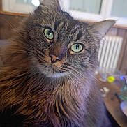 Punk participe au concours pour gagner de l'argent avec cette photo : cat, fluffy, long_hair, tabby, brown_fur, green_eyes, whiskers, ears, nose, animal, pet, portrait, close_up, indoors, window, radiator, soft_focus, fur, feline, cute