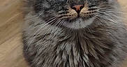 Punk participe au concours pour gagner de l'argent avec cette photo : cat, kitten, gray_fur, fluffy, long_hair, green_eyes, whiskers, ears, paws, sitting, indoor, wooden_floor, portrait, animal, pet, looking_at_camera, centered, close_up, cute, fur