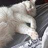 cat, white_cat, sleeping, fluffy, fur, pet, animal, whiskers, pink_nose, pink_paw_pads, closed_eyes, relaxed, lying_down, belly_up, paws, bed, blanket, bedroom, indoor, nap