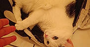 Sakura a rejoint le concours — aidez-le/la à gagner de superbes lots ! cat, white_cat, pet, animal, feline, upside_down, lying_down, indoors, tile_floor, human_hand, paw, green_eyes, pink_nose, pink_ears, white_fur, fluffy, playful, relaxed, warm_lighting, clothing