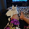 cat, black_and_white_cat, pet, animal, bed, bedroom, person, legs, feet, blanket, floral_clothing, patterned_bedding, television, indoors, relaxed, lounging, sitting, white_fur, black_fur, home