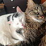 cat, cats, kitten, tabby, white_cat, fluffy, long_hair, short_hair, pet, animal, cuddling, grooming, licking, tongue, green_eyes, whiskers, ears, indoors, furniture, portrait