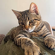 King a rejoint le concours — aidez-le/la à gagner de superbes lots ! animal, blanket, brown, cat, close_up, cozy, ears, feline, fur, green_eyes, home, indoors, lounging, paws, pet, portrait, relaxed, striped, tabby_cat, whiskers