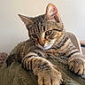 animal, blanket, brown, cat, close_up, cozy, ears, feline, fur, green_eyes, home, indoors, lounging, paws, pet, portrait, relaxed, striped, tabby_cat, whiskers
