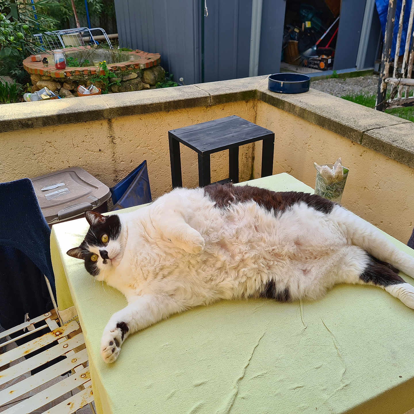 Mimi a rejoint le concours — aidez-le/la à gagner de superbes lots ! animal, architecture, building, cat, chair, cookware, couch, furniture, house, housing, manx, patio, pet, plant, plywood, porch, pot, pottedplant, table, wood