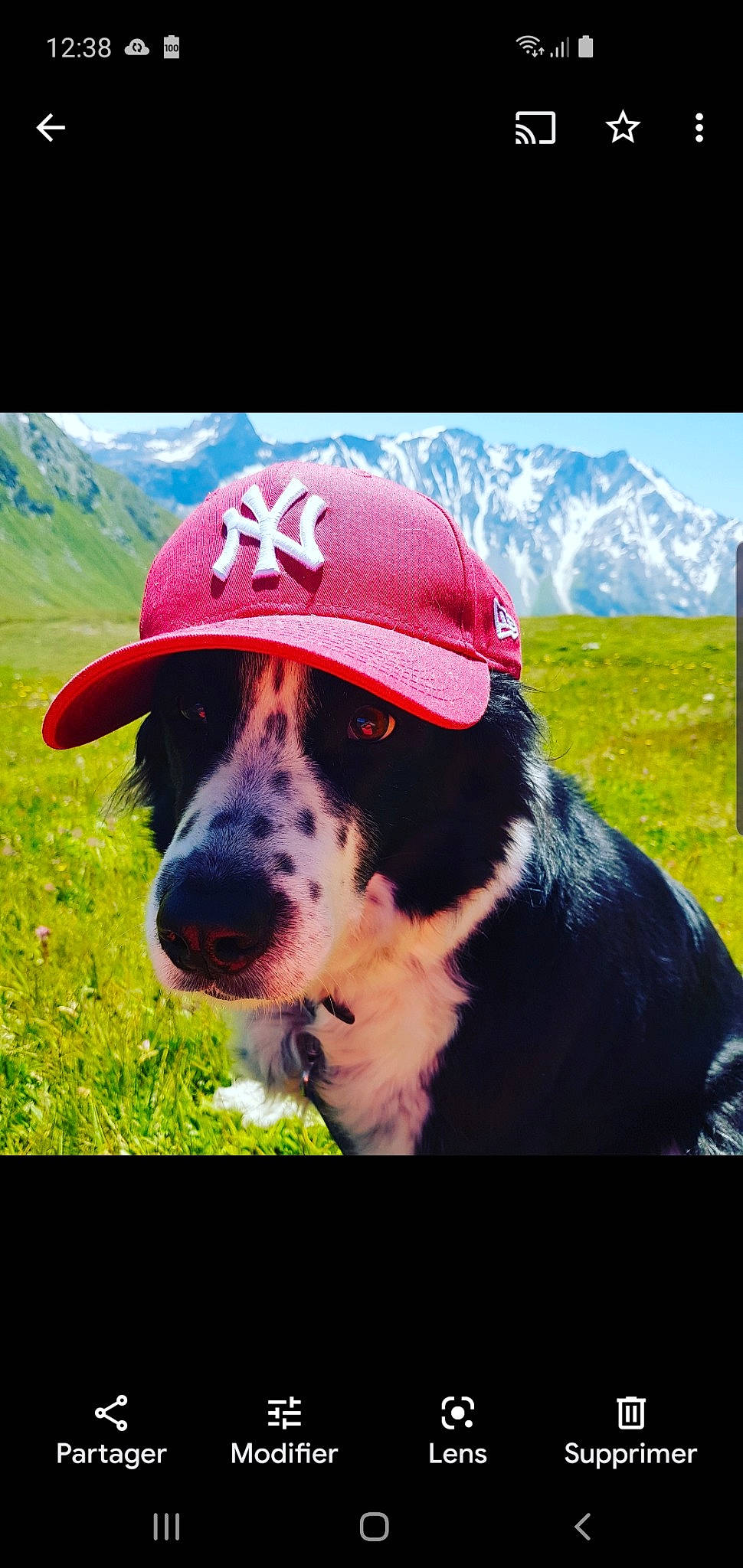Benny participe au concours pour gagner de l'argent avec cette photo : baseball_cap, cap, carnivore, companion_dog, dog, dog_breed, fashion_accessory, grass, grassland, green, happy, hat, headgear, landscape, mountain, plant, sky, snout, sporting_group, working_animal
